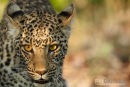 Luipaard,Leopard,Panthera Pardus