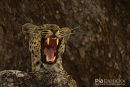 Luipaard,Leopard,Panthera Pardus 