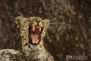 Luipaard,Leopard,Panthera Pardus 