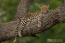 Luipaard,Leopard,Panthera Pardus 
