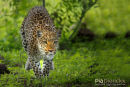Luipaard,Leopard,Panthera Pardus