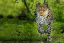 Luipaard,Leopard,Panthera Pardus