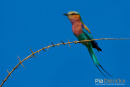 Vorkstaartscharrelaar,Lilac Breasted Roller,Coracias Caudatus