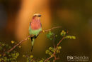 Vorkstaartscharrelaar,Lilac Breasted Roller,Coracias Caudatus