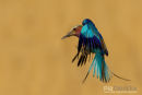 Vorkstaartscharrelaar,Lilac Breasted Roller,Coracias Caudatus