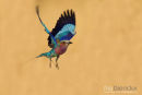 Vorkstaartscharrelaar,Lilac Breasted Roller,Coracias Caudatus