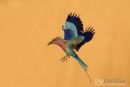 Vorkstaartscharrelaar,Lilac Breasted Roller,Coracias Caudatus