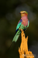Vorkstaartscharrelaar,Lilac Breasted Roller,Coracias Caudatus