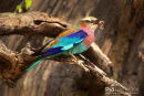 Vorkstaartscharrelaar,Lilac Breasted Roller,Coracias Caudatus