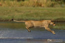 Afrikaanse leeuw, African Lion, Panthera Leo