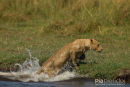 Afrikaanse leeuw, African Lion, Panthera Leo