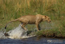 Afrikaanse leeuw, African Lion, Panthera Leo