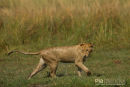 Afrikaanse leeuw, African Lion, Panthera Leo