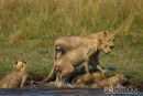 Afrikaanse leeuw, African Lion, Panthera Leo