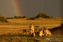Afrikaanse leeuw,African Lion,Panthera Leo