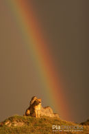 Afrikaanse leeuw,African Lion,Panthera Leo