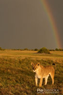 Afrikaanse leeuw,African Lion,Panthera Leo