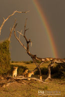 Afrikaanse leeuw,African Lion,Panthera Leo