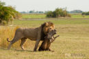 Afrikaanse leeuw,African Lion,Panthera Leo