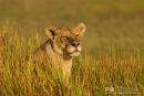 Afrikaanse leeuw, African Lion, Panthera Leo