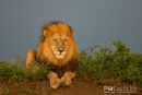 Afrikaanse leeuw, African Lion, Panthera Leo