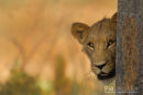 Afrikaanse leeuw,African Lion,Panthera Leo