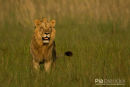 Afrikaanse leeuw,African Lion,Panthera Leo