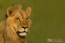 Afrikaanse leeuw,African Lion,Panthera Leo