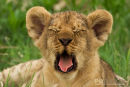 Afrikaanse leeuw,African Lion,Panthera Leo