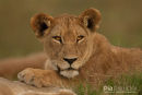 Afrikaanse leeuw,African Lion,Panthera Leo