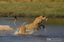 Afrikaanse leeuw, African Lion, Panthera Leo