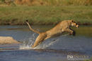 Afrikaanse leeuw, African Lion, Panthera Leo