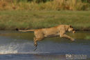 Afrikaanse leeuw, African Lion, Panthera Leo