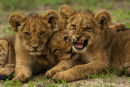 Afrikaanse leeuw,African Lion,Panthera Leo