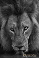 Afrikaanse leeuw,African Lion,Panthera Leo