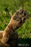 Afrikaanse leeuw,African Lion,Panthera Leo