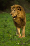 Afrikaanse leeuw,African Lion,Panthera Leo