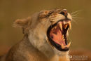 Afrikaanse leeuw,African Lion,Panthera Leo