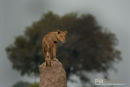 Afrikaanse leeuw, African Lion, Panthera Leo