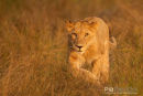 Afrikaanse leeuw, African Lion, Panthera Leo