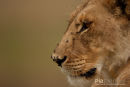 Afrikaanse leeuw, African Lion, Panthera Leo 