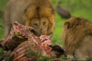 Afrikaanse leeuw,African Lion,Panthera Leo