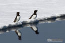 Kleine Alk, Little Auk, Alle Alle