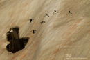 Kleine Alk, Little Auk, Alle Alle