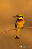 Kleine Bijeneneter, Little Bee-Eater, Merops Pusillus