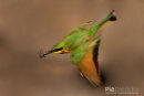Kleine Bijeneneter, Little Bee-Eater, Merops Pusillus