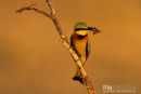 Kleine Bijeneneter, Little Bee-Eater, Merops Pusillus