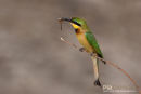 Kleine Bijeneneter, Little Bee-Eater, Merops Pusillus