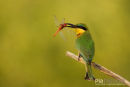 Kleine Bijeneneter, Little Bee-Eater, Merops Pusillus