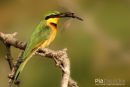 Bijeneneter,Little Bee-Eater,Merops Pusillus